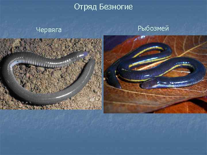 Амфибии (земноводные): внешний вид, фото, особенности, интересные факты, среда обитания