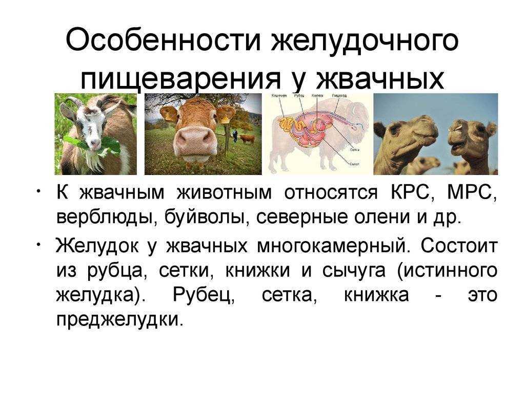 Лошади - парнокопытные животные или нет?