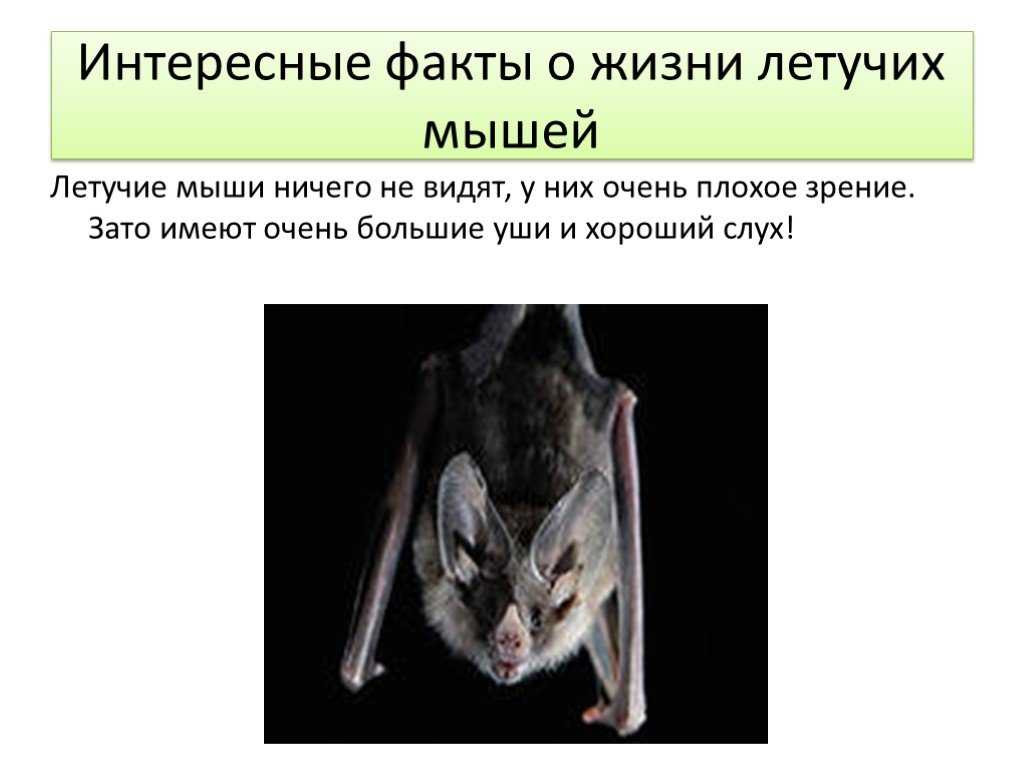 Всё о летучих мышах