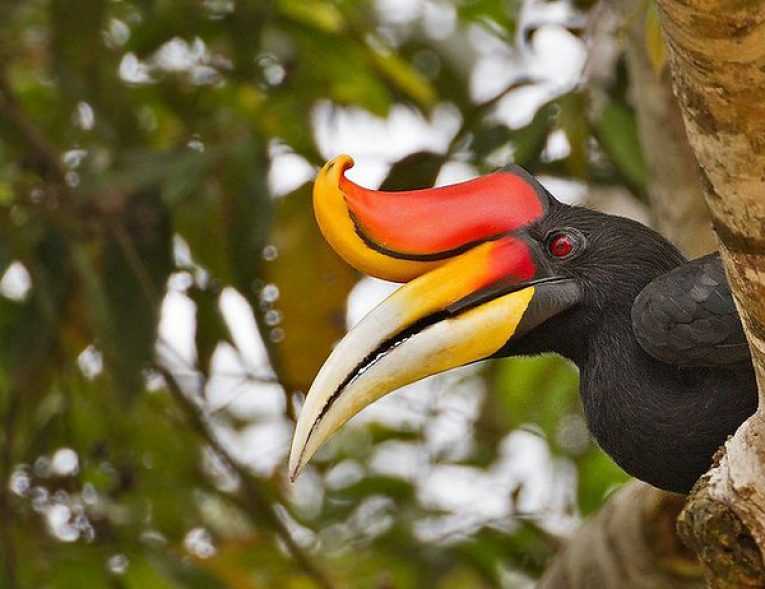 Голоса птиц
						огненный гомрай (buceros hydrocorax mindanensis)