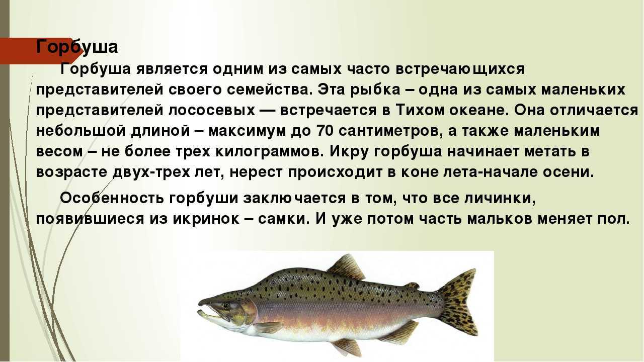 Какая рыба вредна. Горбуша. Горбуша интересные факты. Горбуша описание рыбы. Характеристика рыбы горбуша.