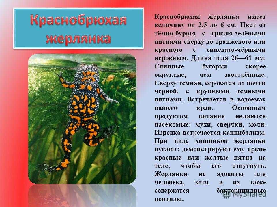 Краснобрюхая жерлянка: фото, описание, обитание в природе
краснобрюхая жерлянка: фото, описание, обитание в природе