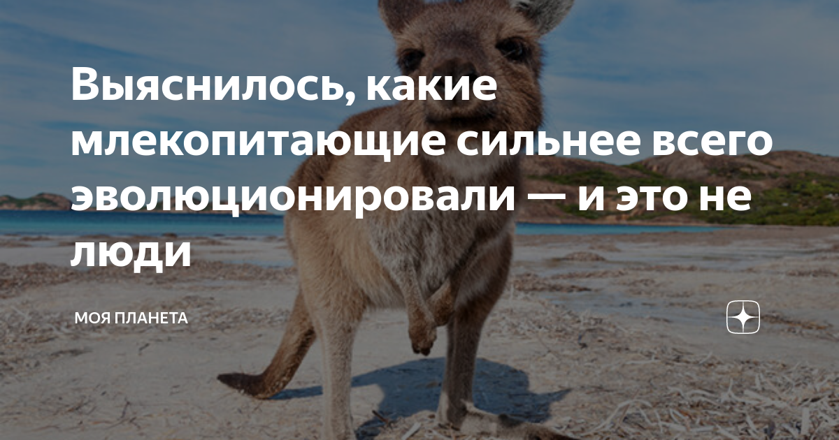 Ленивец – медлительное млекопитающее латинской америки: описание, фото, видео.