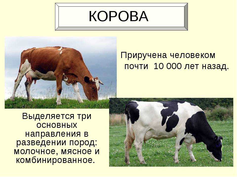 Кто такие комолые коровы | знай ферму | дзен