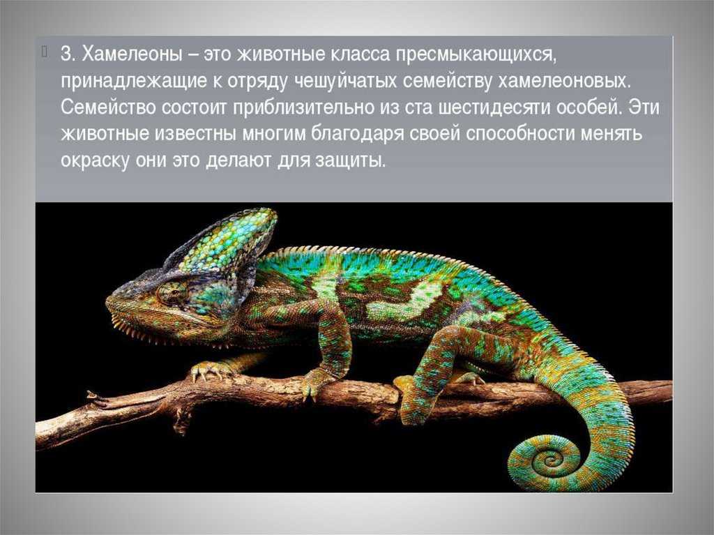 Хамелеон: где живет, сколько стоит, йеменский и ещё 19 видов, уход