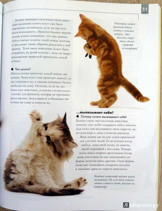 Половое созревание у котов: признаки, осложнения