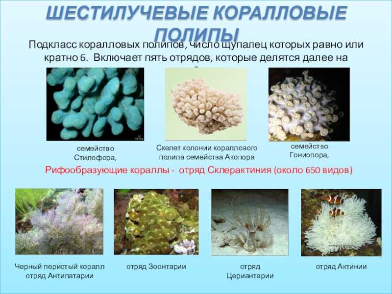 Где самые лучшие кораллы в египте. коралловые рифы: чем опасны, когда цветут, отели, самые красивые, фото и видео » карта путешественника