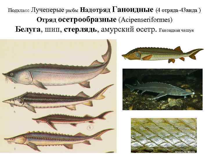 Стерлядь какой отряд. Надотряд Ганоидные отряд осетровые. Костные рыбы Осетрообразные. Класс костные рыбы отряд Осетрообразные. Осетры Осетрообразные.