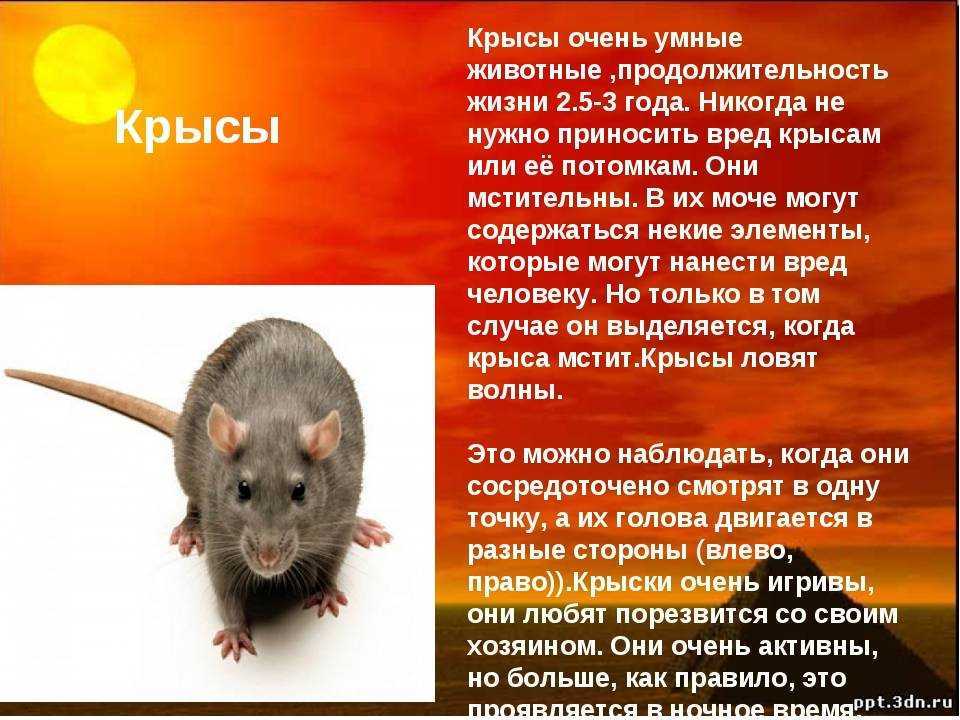 3 виды мышей. мыши