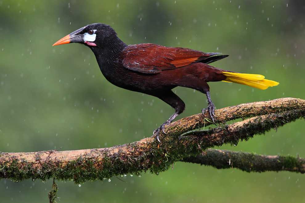 Монтесума оропендола - montezuma oropendola