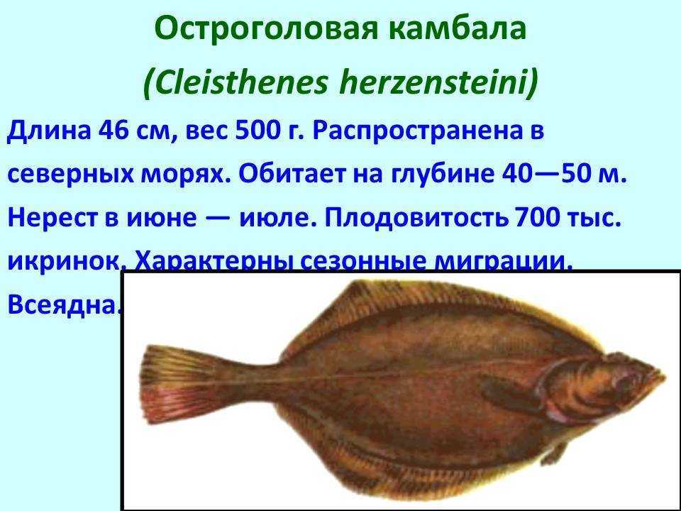 Морские лежебоки. легенды о камбале - записки натуралиста | некоммерческий учебно-познавательный интернет-портал зоогалактика