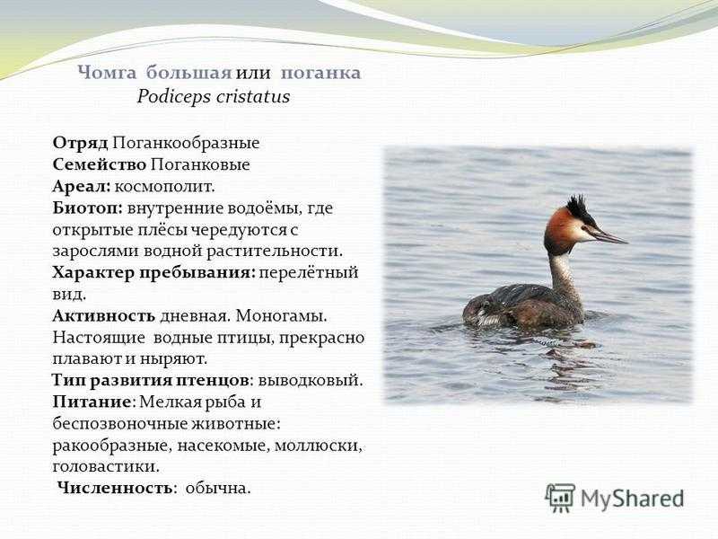 Серощёкая поганка  (podiceps grisegena). птицы сибири.