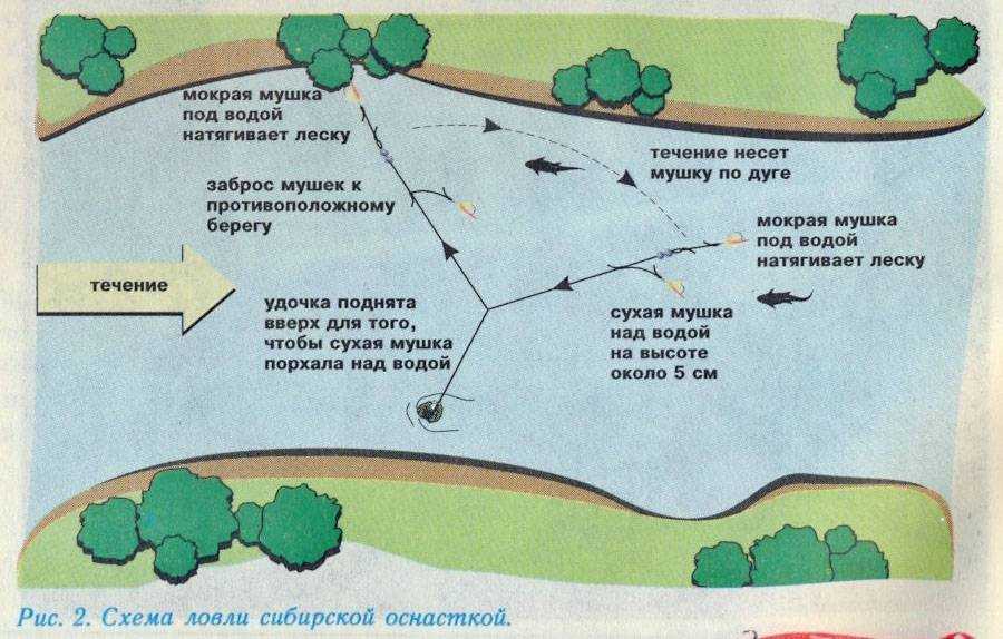 Рыба «усач обыкновенный» фото и описание