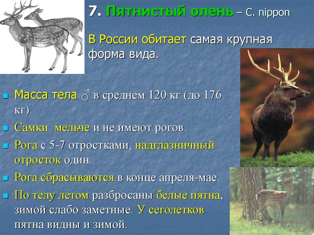 Факты о олене