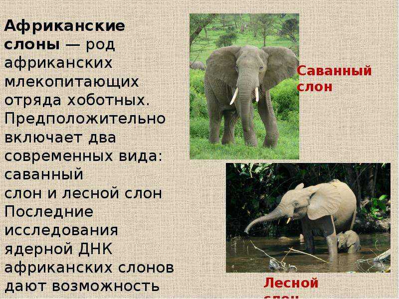 Африканский слон