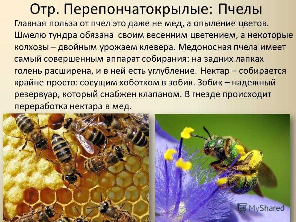 Пчела плотник обыкновенная и как от неё избавиться