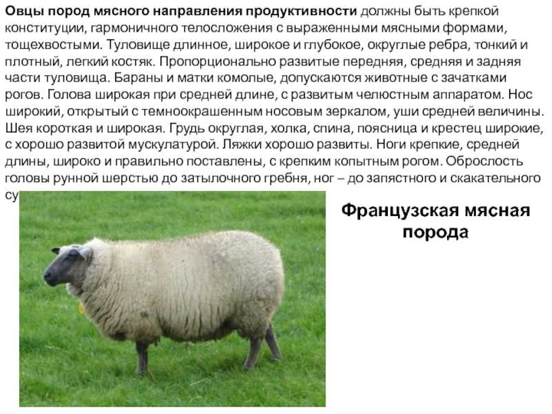 ᐉ родоначальник домашних овец - zooon.ru