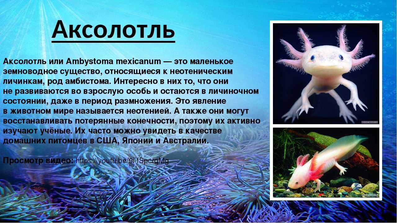 Аксолотль я другом твоим хочу стать. Амбистома и аксолотль. Тритон аквариумный аксолотль. Морфы аксолотлей. Имаго аксолотль.