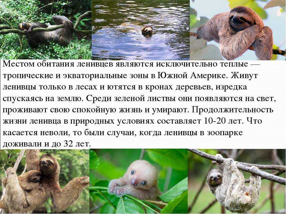 Животное ленивец: описание, повадки, как выглядит, где живет, видео, фото