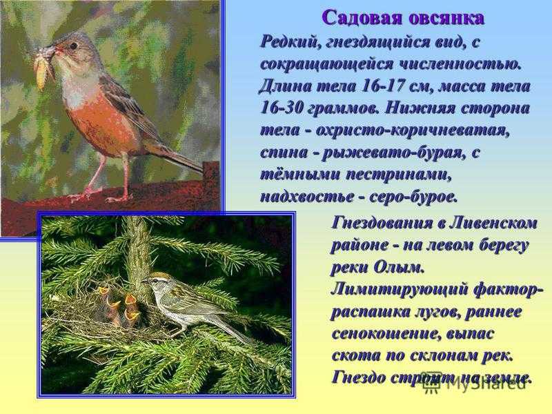 Овсянка ремез содержание в неволе