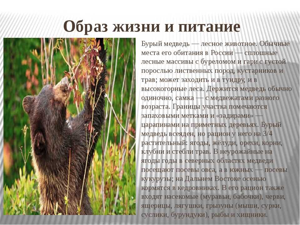 Сурок: внешний вид, фото, особенности, интересные факты, среда обитания