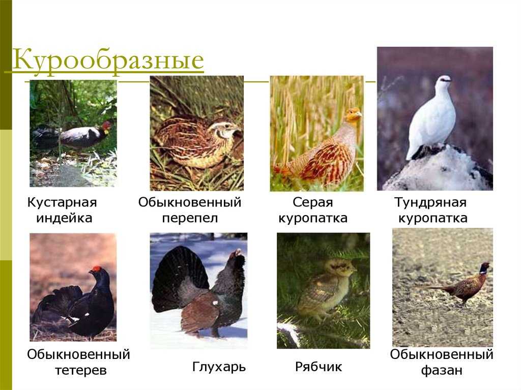 Курообразные — википедия переиздание // wiki 2