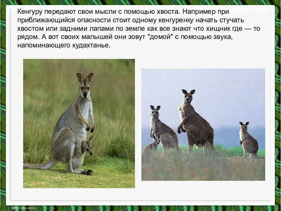 Зоосемиотика на сайте игоря гаршина. языки животных