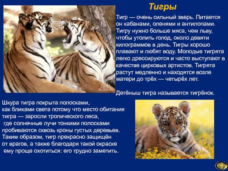 Тигр
