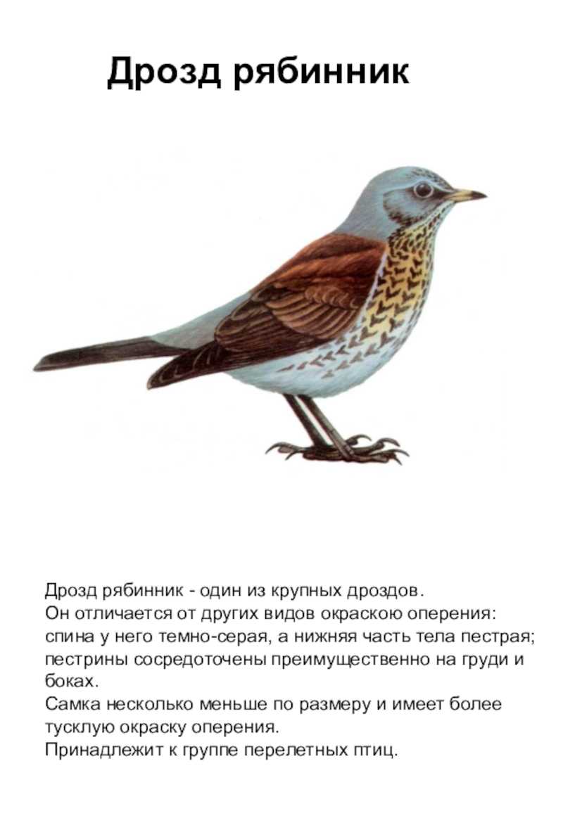 Дрозд. что за птица и чем может быть полезна?