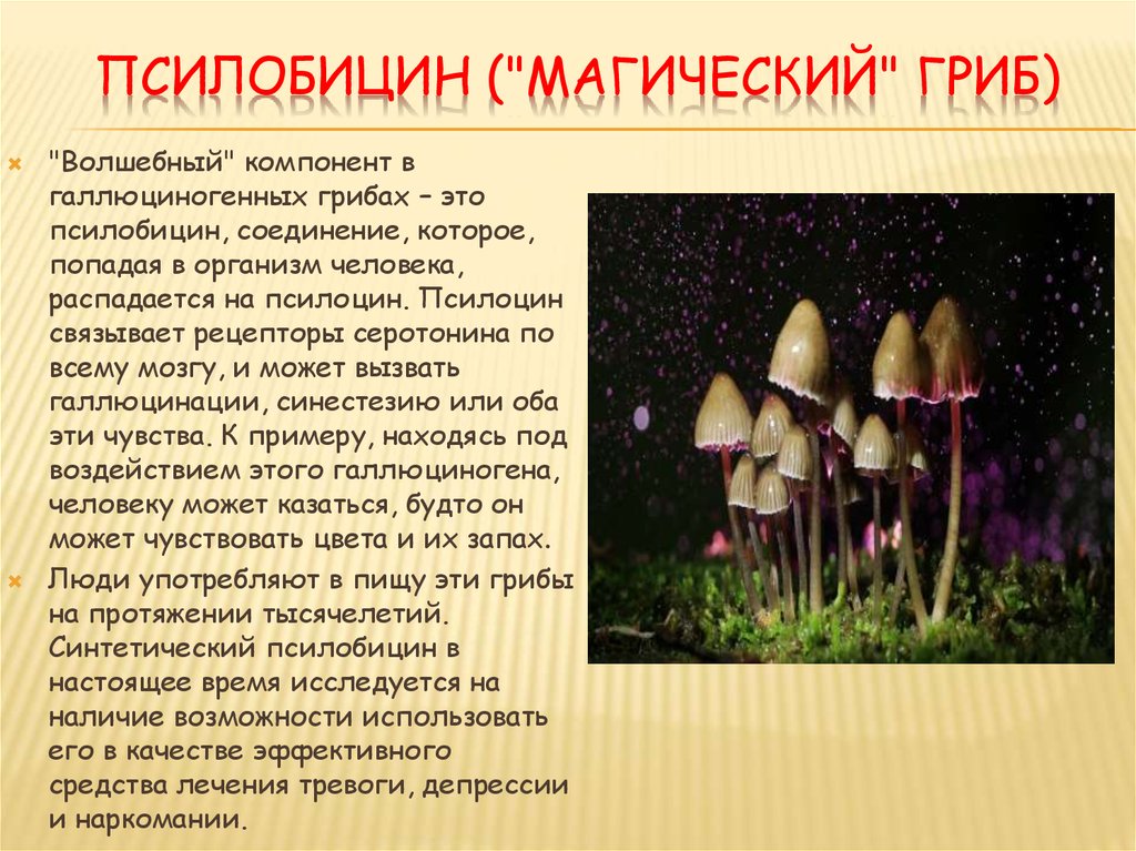 Сколько держат грибы. Галлюциногенные грибы. Название галлюциногенных грибов. Псилоцибиновые грибы. Лсд грибы.