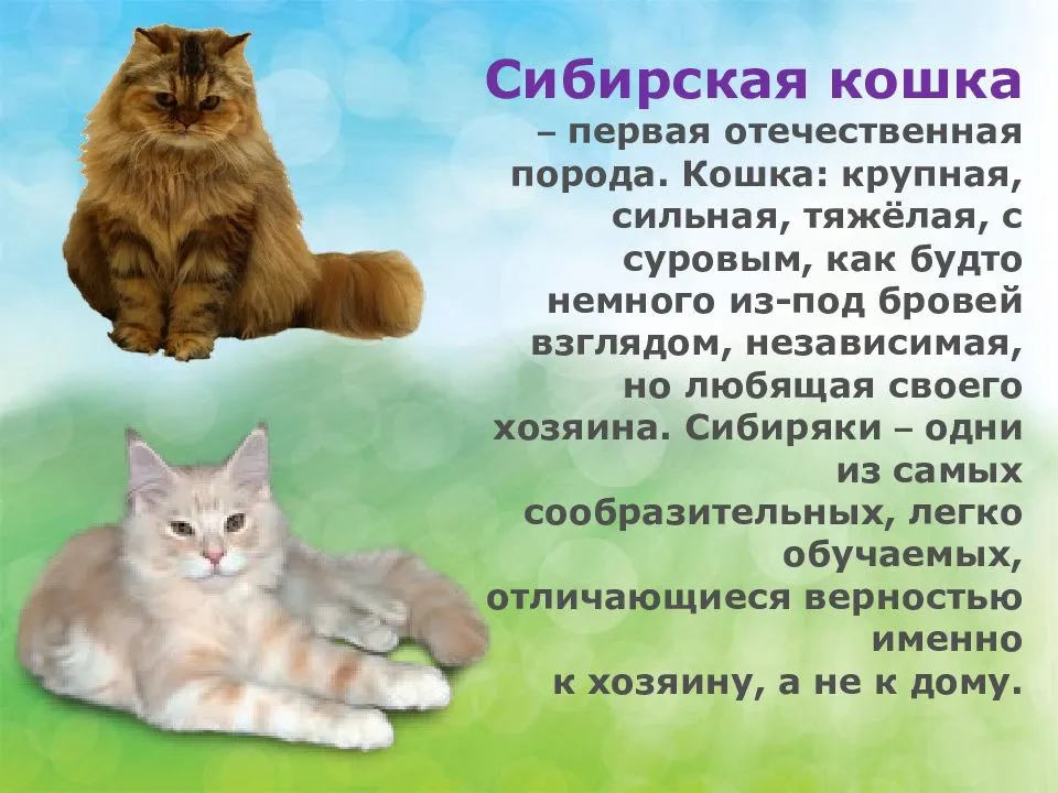 Уход за шерстью кошки - особенности ухода в зависимости от породы