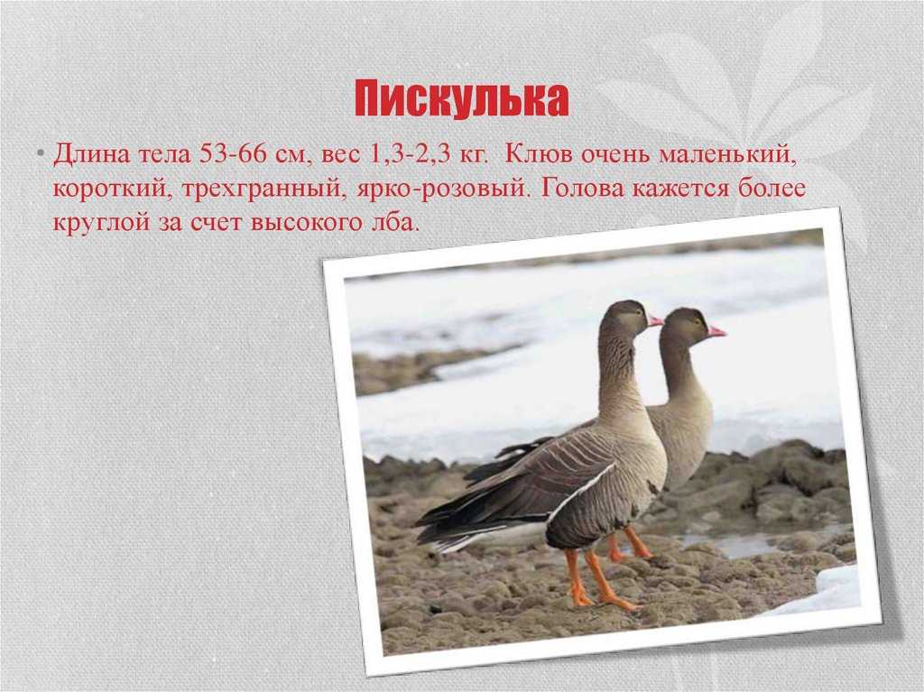 Пискулька