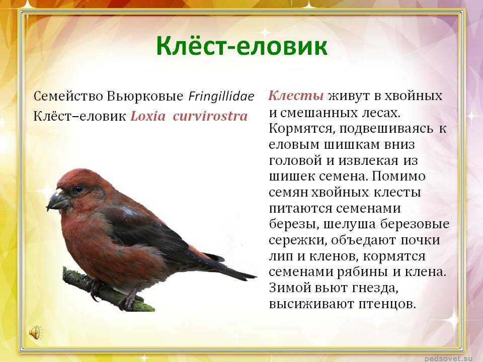 А вы знаете птицу клест? видео, фото и описание.