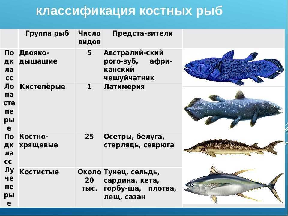 Рыба без костей список названий