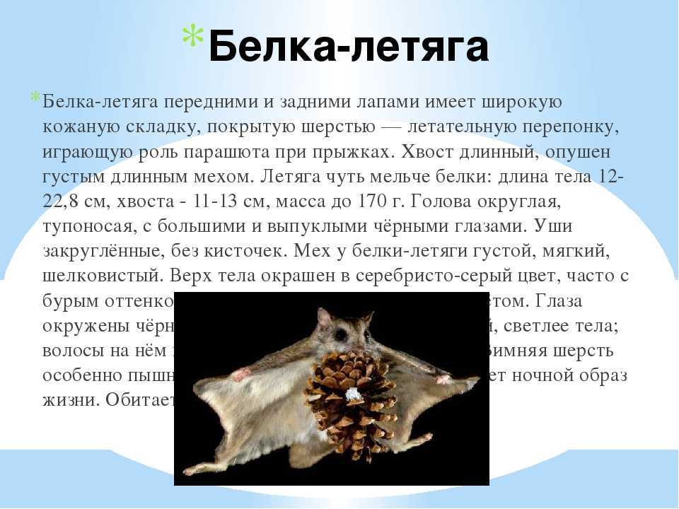 Обыкновенная летяга или белка-летяга