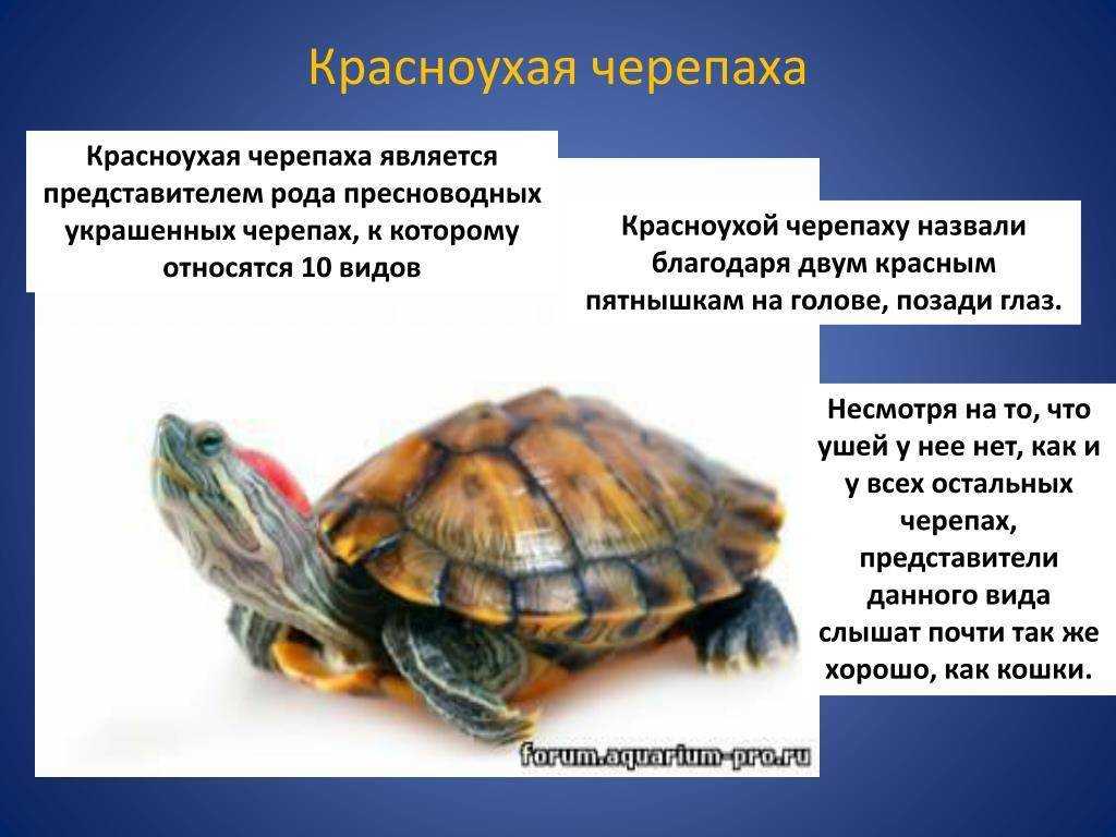 Черепахи особенности строения и представители. Красноухая Болотная черепаха. Описание красноухой черепахи. Красноухая черепаха земноводная. Презентация про красноухих черепах.