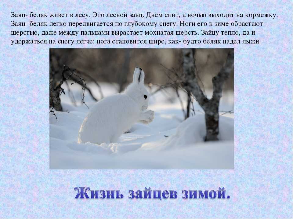 Американский беляк | мир животных и растений