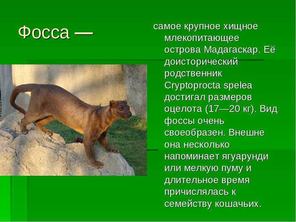 Ленивец — самое ленивое животное