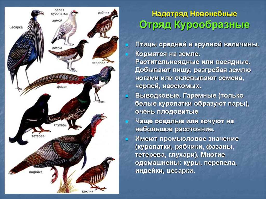 Рассмотрение отряда курообразные. курсовая работа (т). биология. 2015-05-28