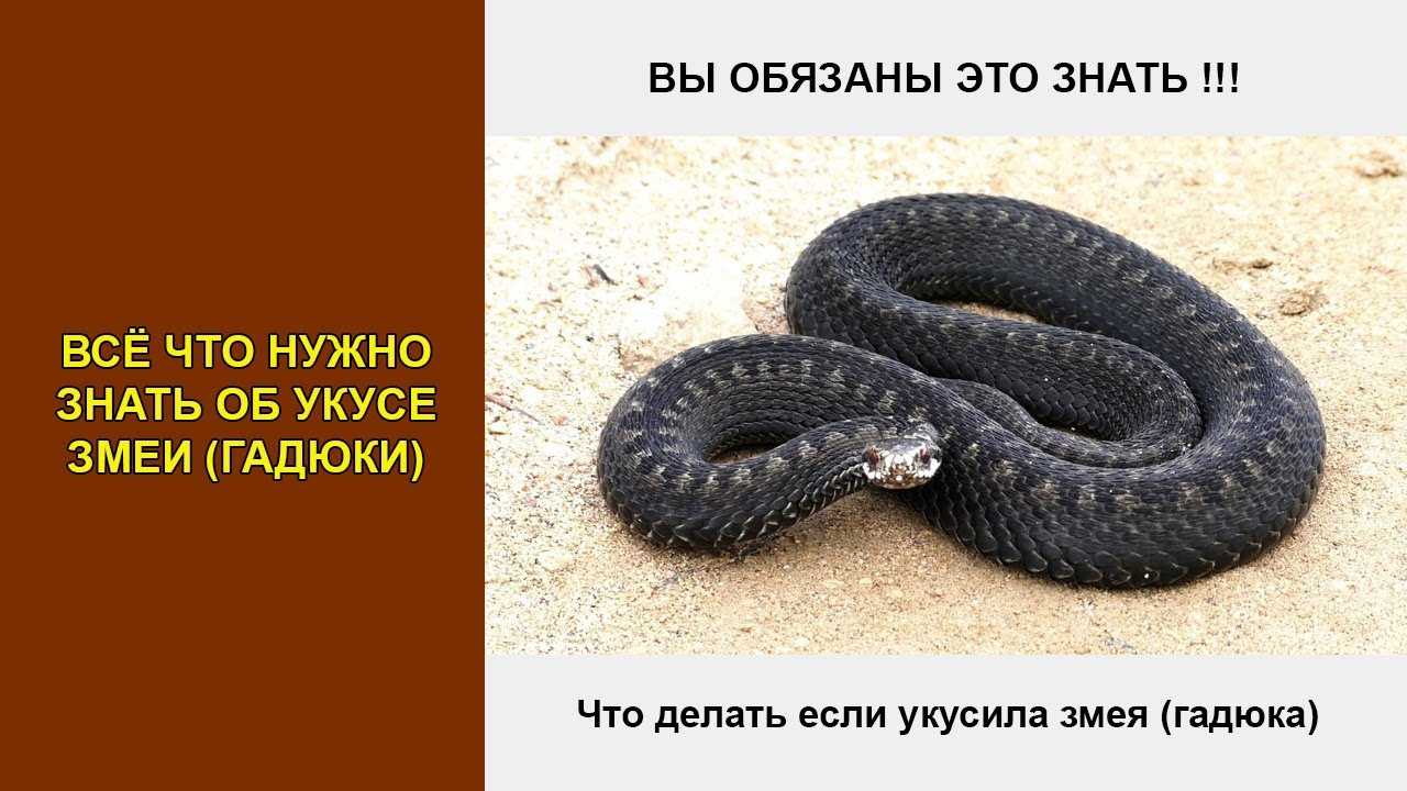 Животные африки. описание и названия животных африки | живность.ру