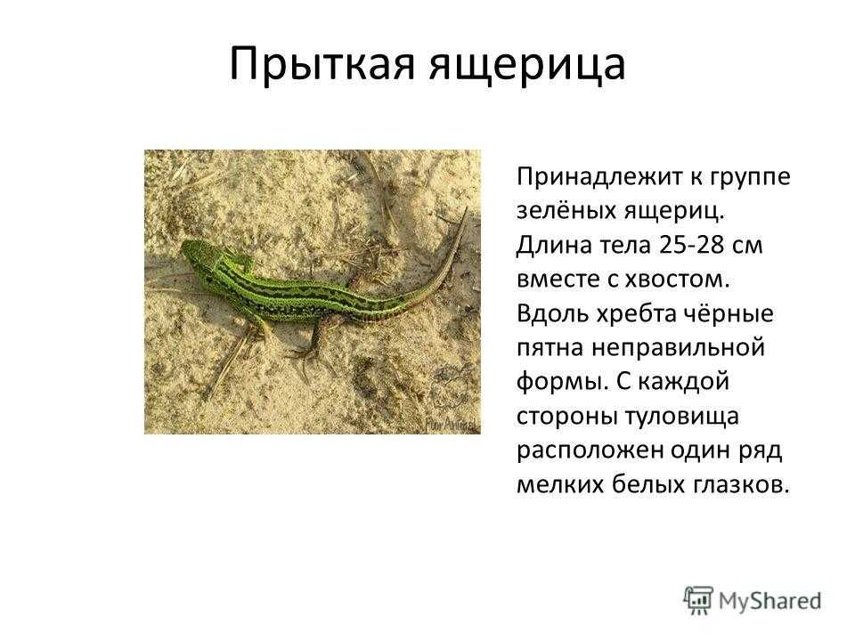 Прыткая ящерица (lacerta agilis linnaeus, 1758 ) : содержание в домашних условиях