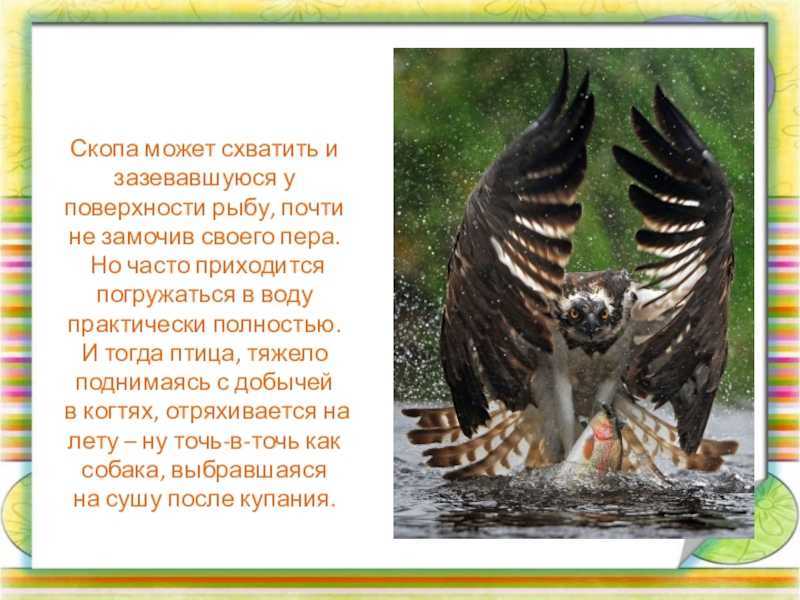 Скопа – белая птица в черном «плаще»
