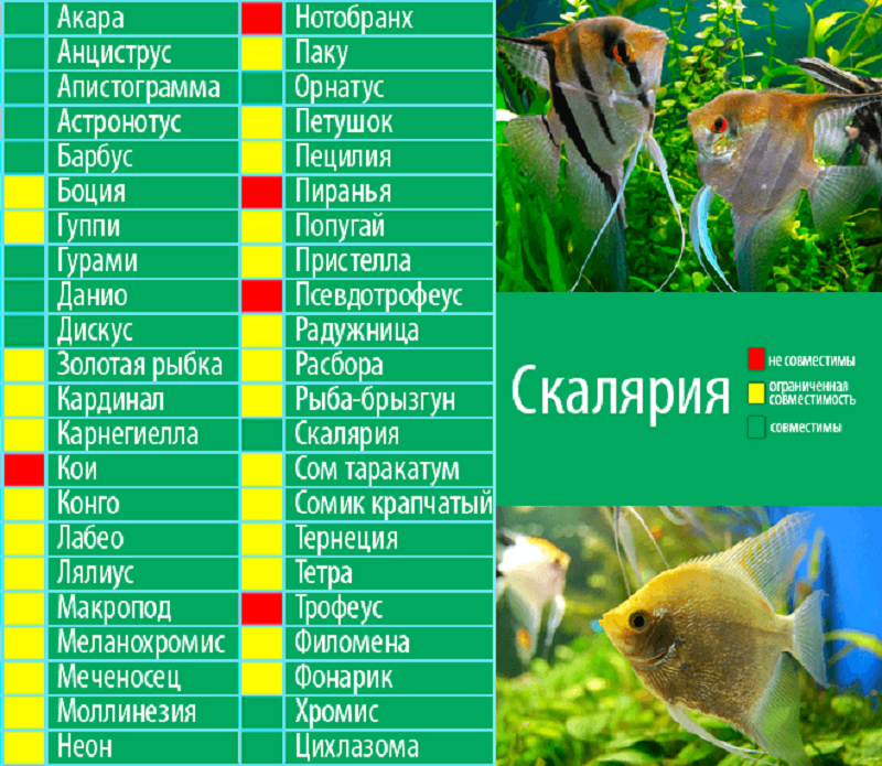 Барбусы: описание, виды, уход, содержание, кормление, размножение - aqua-tropica.ru