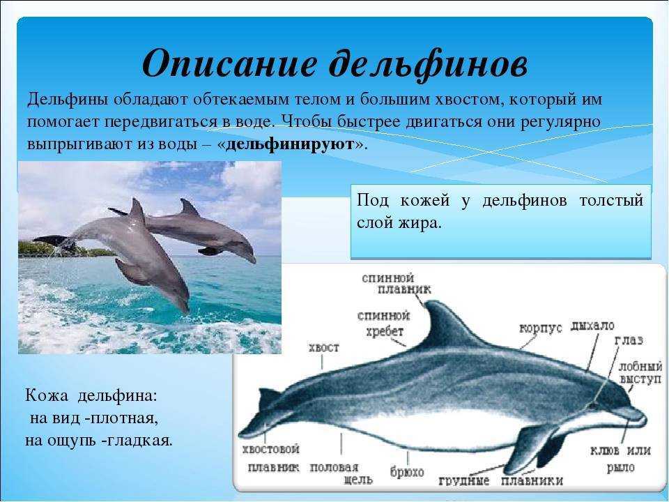 Где живет кит русский язык 1 класс. Дельфины описание. Доклад про дельфинов. Рассказ о дельфине. Сообщение о дельфинах.