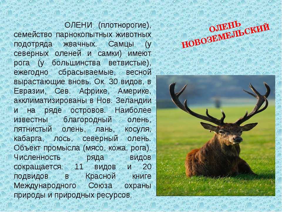 Олень: внешний вид, фото, особенности, интересные факты, среда обитания