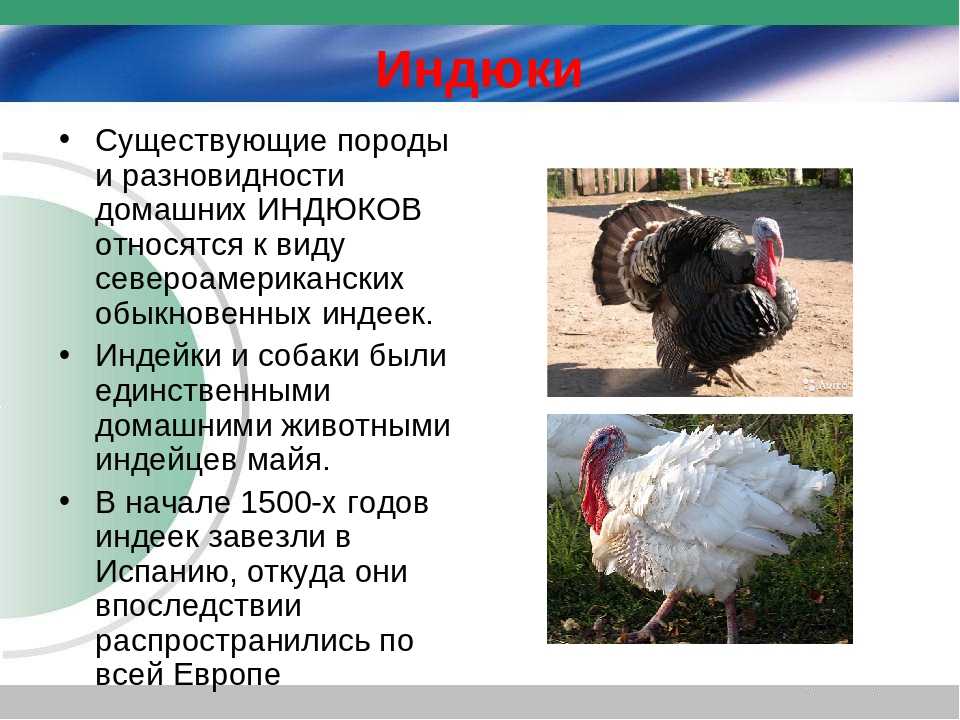 Дикий индюк: описание индюшиной жизни