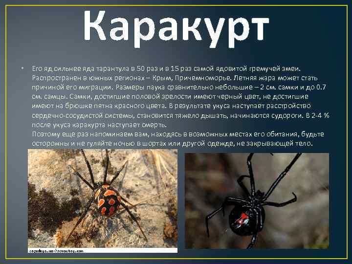 Паук каракурт (фото): ядовит и очень опасен