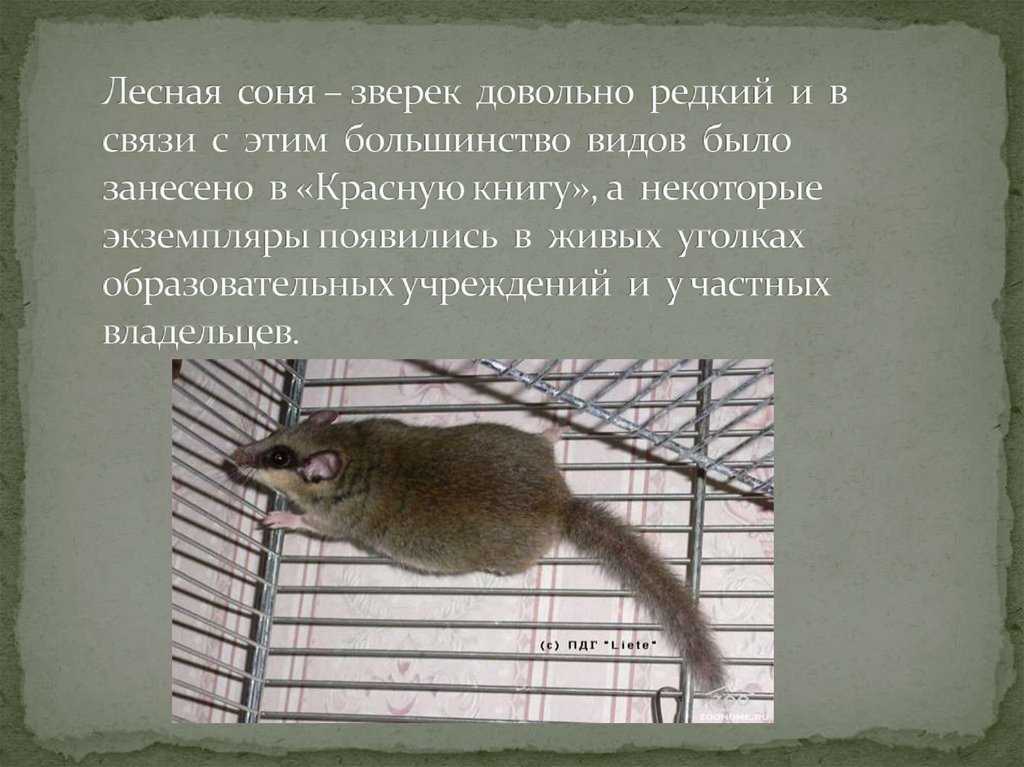 Описание сони полчок из красной книги