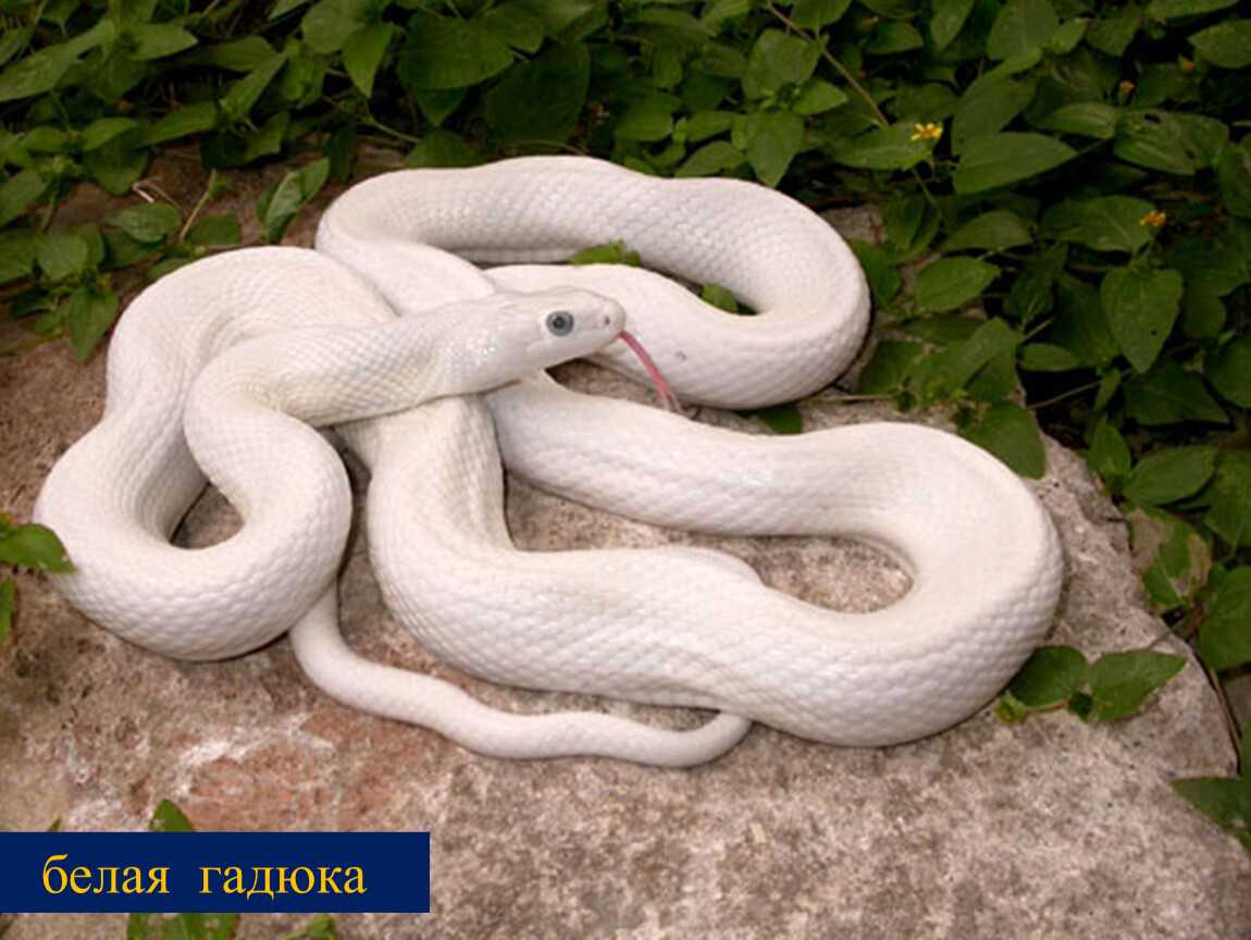 Травянисто-зеленая плетевидка | мир животных и растений