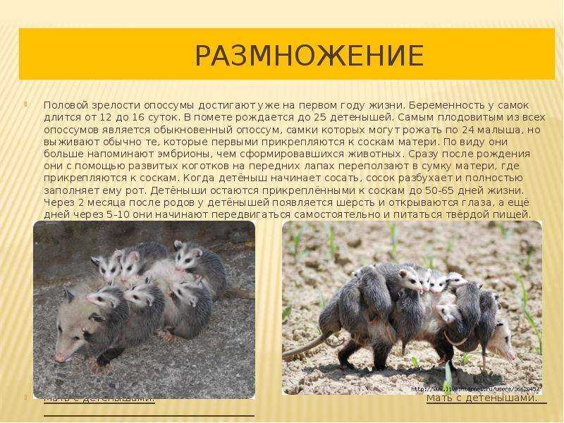 Серый четырёхглазый опоссум philander opossum